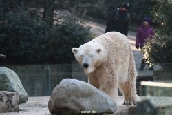zoo-wuppertal-eisbaeren-014