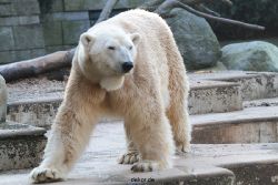 zoo-wuppertal-eisbaeren-015