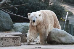 zoo-wuppertal-eisbaeren-017