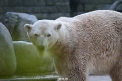 zoo-wuppertal-eisbaeren-018