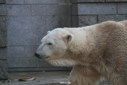 zoo-wuppertal-eisbaeren-019