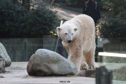 zoo-wuppertal-eisbaeren-020