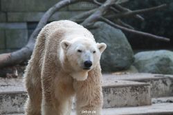 zoo-wuppertal-eisbaeren-021