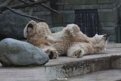 zoo-wuppertal-eisbaeren-022