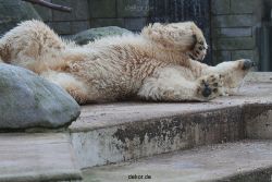 zoo-wuppertal-eisbaeren-023