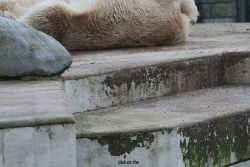 zoo-wuppertal-eisbaeren-024