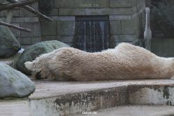 zoo-wuppertal-eisbaeren-025