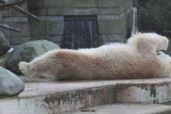 zoo-wuppertal-eisbaeren-026