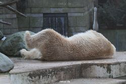 zoo-wuppertal-eisbaeren-027