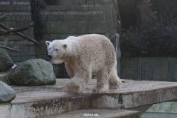 zoo-wuppertal-eisbaeren-028
