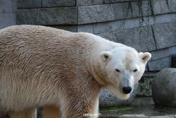 zoo-wuppertal-eisbaeren-029