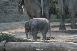 zoo-wuppertal-elefanten-03-001