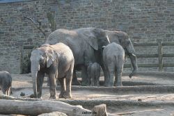 zoo-wuppertal-elefanten-03-002