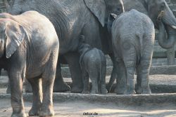 zoo-wuppertal-elefanten-03-003
