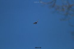 zoo-wuppertal-elefanten-03-004