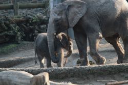 zoo-wuppertal-elefanten-03-007