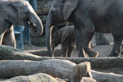 zoo-wuppertal-elefanten-03-008