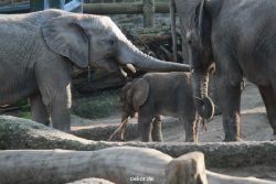 zoo-wuppertal-elefanten-03-009