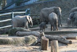 zoo-wuppertal-elefanten-03-010