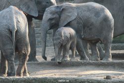 zoo-wuppertal-elefanten-03-011
