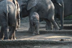 zoo-wuppertal-elefanten-03-013