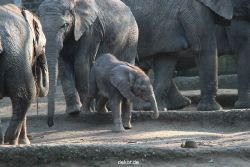 zoo-wuppertal-elefanten-03-014