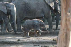 zoo-wuppertal-elefanten-03-016