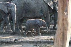 zoo-wuppertal-elefanten-03-017