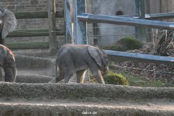 zoo-wuppertal-elefanten-03-018