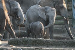 zoo-wuppertal-elefanten-03-020