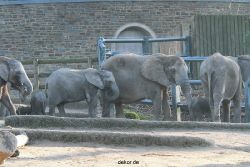 zoo-wuppertal-elefanten-03-021