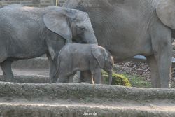 zoo-wuppertal-elefanten-03-022