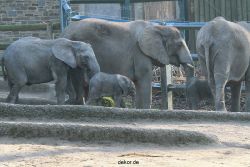 zoo-wuppertal-elefanten-03-023