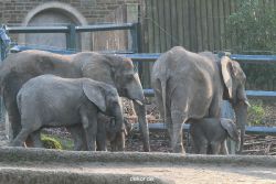 zoo-wuppertal-elefanten-03-025