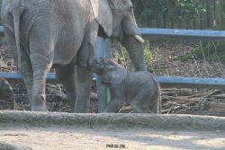 zoo-wuppertal-elefanten-03-027