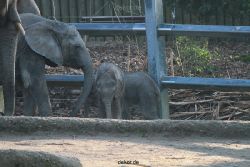 zoo-wuppertal-elefanten-03-028