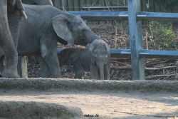 zoo-wuppertal-elefanten-03-029