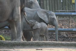 zoo-wuppertal-elefanten-03-031