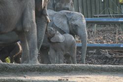 zoo-wuppertal-elefanten-03-032