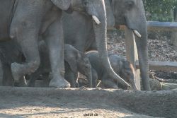 zoo-wuppertal-elefanten-03-033