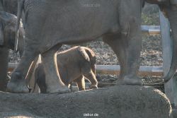 zoo-wuppertal-elefanten-03-035