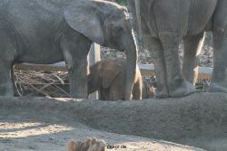 zoo-wuppertal-elefanten-03-036