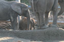 zoo-wuppertal-elefanten-03-037