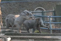 zoo-wuppertal-elefanten-03-039