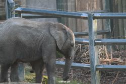 zoo-wuppertal-elefanten-03-041