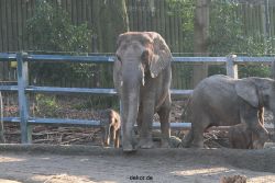zoo-wuppertal-elefanten-03-042