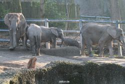 zoo-wuppertal-elefanten-03-043