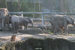 zoo-wuppertal-elefanten-03-044