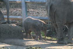 zoo-wuppertal-elefanten-03-046