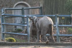 zoo-wuppertal-elefanten-03-047